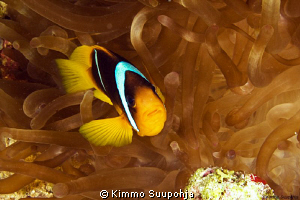 The Nemo by Kimmo Suupohja 